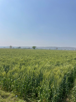 Agricultural/Farm Land for Sale in Pahari, Bharatpur (8 Bigha)