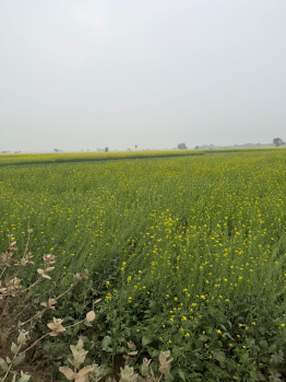 Agricultural/Farm Land for Sale in Pahari, Bharatpur (15 Bigha)