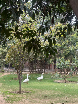 Agricultural/Farm Land for Sale in Sohna, Gurgaon (1 Acre)