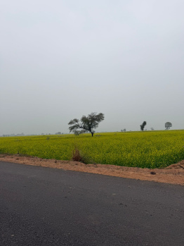 Agricultural/Farm Land for Sale in Pahari, Bharatpur (5 Bigha)