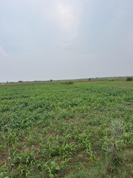Agricultural/Farm Land for Sale in Pahari, Bharatpur (2 Bigha)
