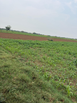 Agricultural/Farm Land for Sale in Pahari, Bharatpur (3 Bigha)