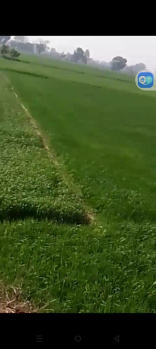 Agricultural/Farm Land for Sale in Tappal, Aligarh (8 Bigha)