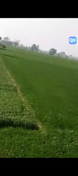Agricultural/Farm Land for Sale in Khair, Aligarh (100 Bigha)
