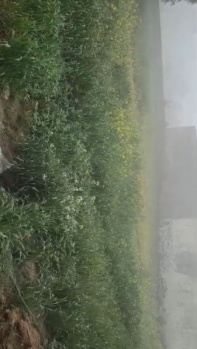 Agricultural/Farm Land for Sale in Jewar, Gautam Buddha Nagar (5 Bigha)