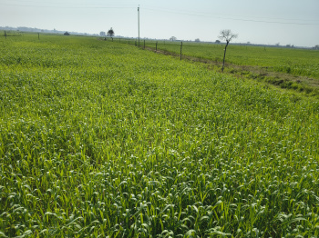 Agricultural/Farm Land for Sale in Tappal, Aligarh (4.5 Bigha)