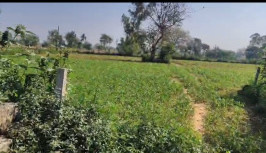 Agricultural/Farm Land for Sale in Gabhana, Aligarh (17.5 Bigha)