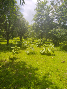 12 Acre Agricultural/Farm Land for Sale in Manor, Palghar