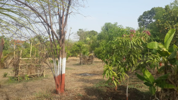 126 Acre Agricultural/Farm Land for Sale in Talasari, Palghar