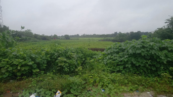 115 Acre Agricultural/Farm Land for Sale in Talasari, Palghar