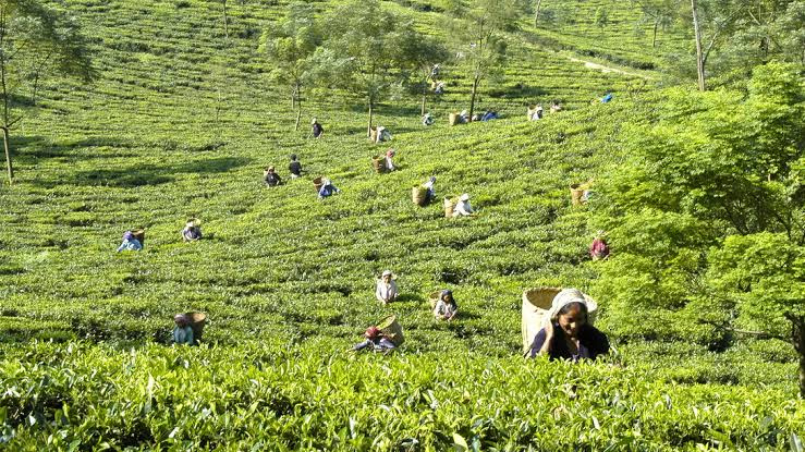 1 TO 3000 ACRE ALL TYPES OF TEA GARDENS AVAILABLE FOR SALE IN NORTH BENGAL