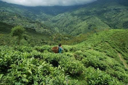 VARIOUS QUALITY TEA GARDENS AVAILABLE IN NORTH BENGAL FOR SALE (K.C PROPERTIES)