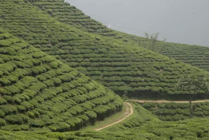 VARIOUS QUALITY TEA GARDENS AVAILABLE IN NORTH BENGAL FOR SALE (K.C PROPERTIES)