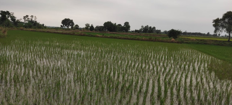 4 Bigha Agriculture Farm land for sale in Boinchi (HOOGHLY)