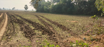 3 Bigha Agricultural/Farm Land for Sale in Memari, Bardhaman
