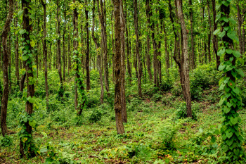 Property for sale in Lataguri, Jalpaiguri