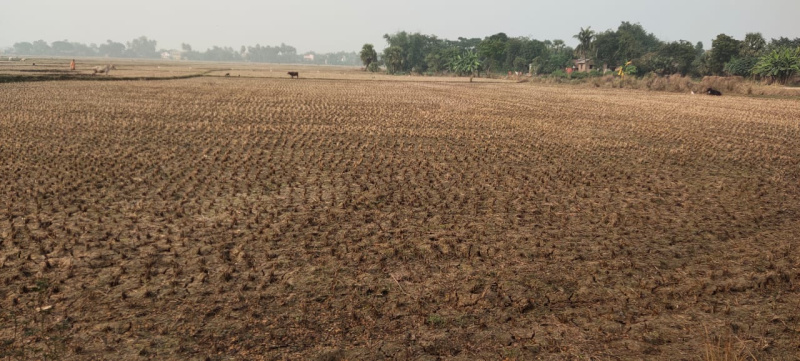 Small quantity Agriculture farming Land for sale  in boinchi (hooghly)