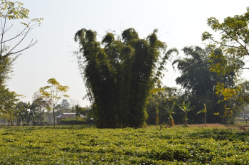 Property for sale in Lataguri, Jalpaiguri
