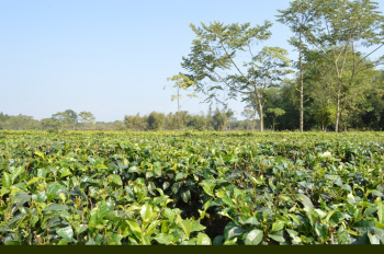 Property for sale in Lataguri, Jalpaiguri