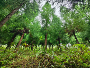 Beautiful Land With Pine Tree Forest & Mountains available for sale in Kalimpong