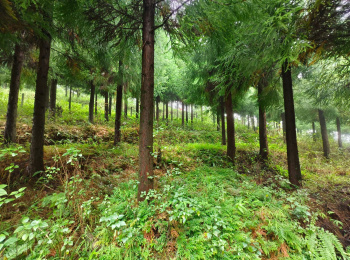 Property for sale in 8th Mile, Kalimpong