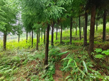 Property for sale in 8th Mile, Kalimpong