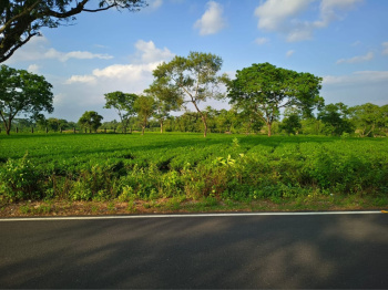 Property for sale in Dooars, Alipurduar
