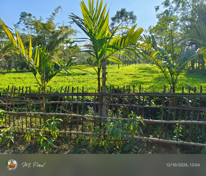 General Registered Forest & River View Land Available For Sale in Lataguri
