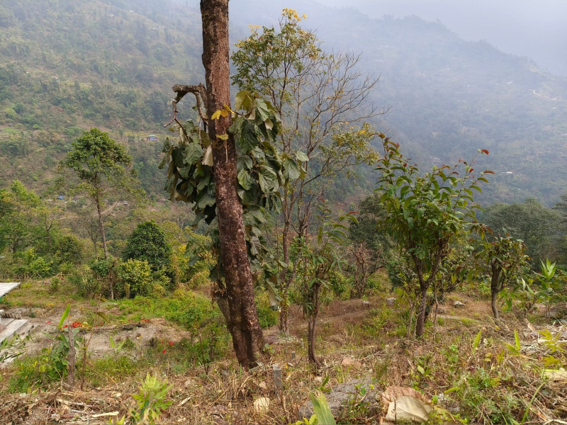 General Registered Land For sale Beside NH717A , Kalimpong District