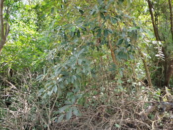 Property for sale in Calangute, Goa