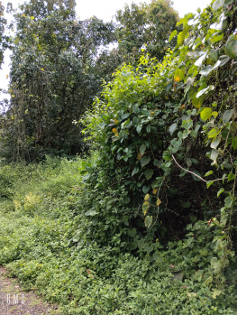 Wonderful Settlement with a small portion of orchard land is available for sale in Mandrem
