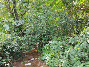 Premium Orchard Land with Paddy Fields View is for sale in Torxem