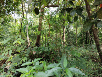 Premium Settlement Land Parcel is for Sale in Mandrem North Goa