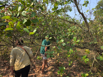 Property for sale in Sawantwadi, Sindhudurg