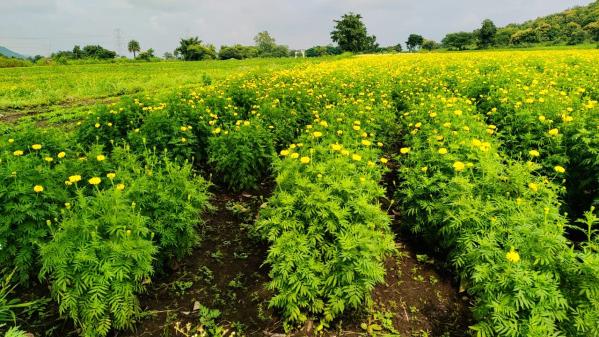 5000 Sq.ft. Agricultural/Farm Land for Sale in Tejaji Nagar, Indore