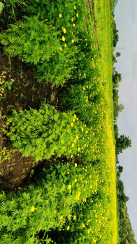 Property for sale in Tejaji Nagar, Indore