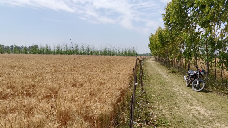 200 Acre Agricultural/Farm Land For Sale In Asafpur, Budaun