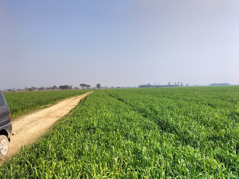 85 Acre Sale Agriculture Land In Shajhanapur Up