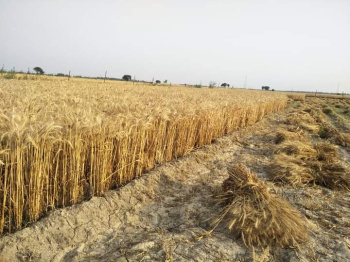 Property for sale in Civil Lines, Budaun