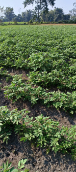 25acres sale land in budaun up