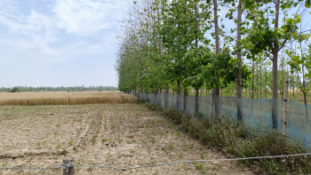 75 acres sale agriculture land in budaun up