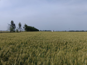 60 acres sale agriculture land in budaun up