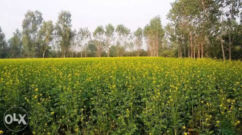 110 acres sale agriculture land in budaun up