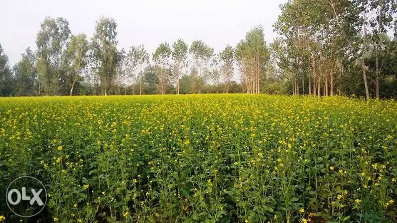 110 Acres Sale Agriculture Land In Budaun Up