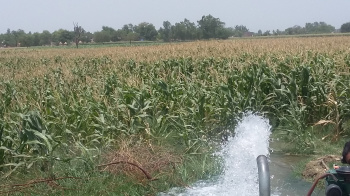 Agricultural/Farm Land for Sale in Civil Lines, Budaun