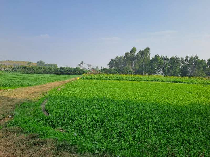 25 Acre Agricultural/Farm Land For Sale In Dasuya Road, Hoshiarpur