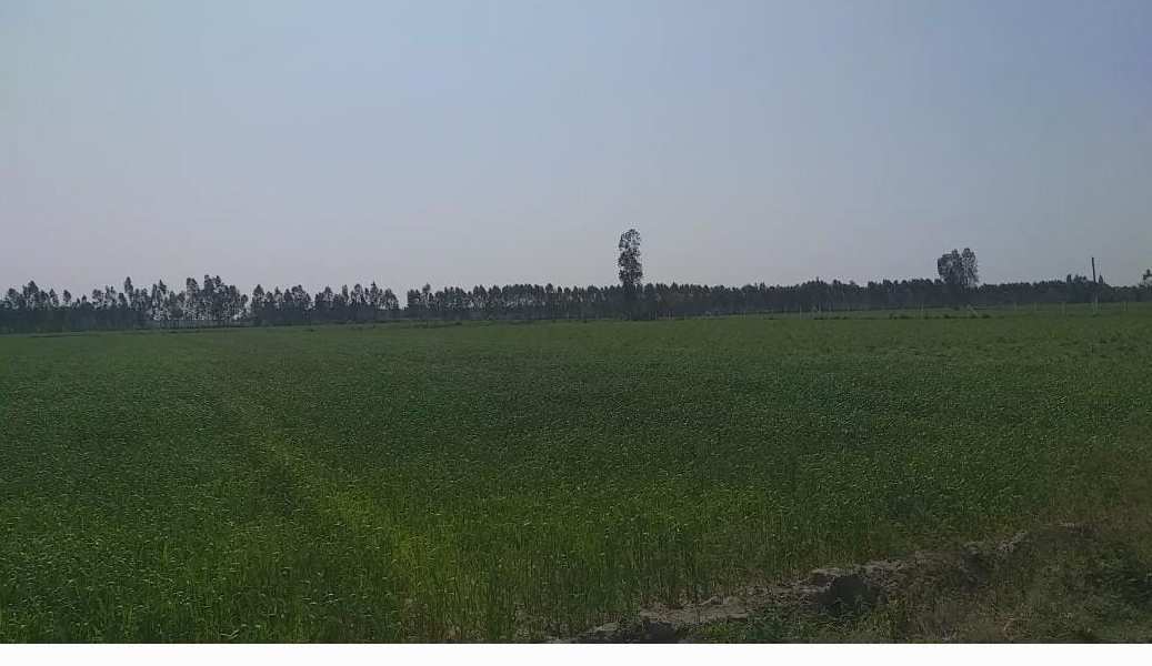 110 Acre Agricultural/Farm Land for Sale in Una Road, Hoshiarpur