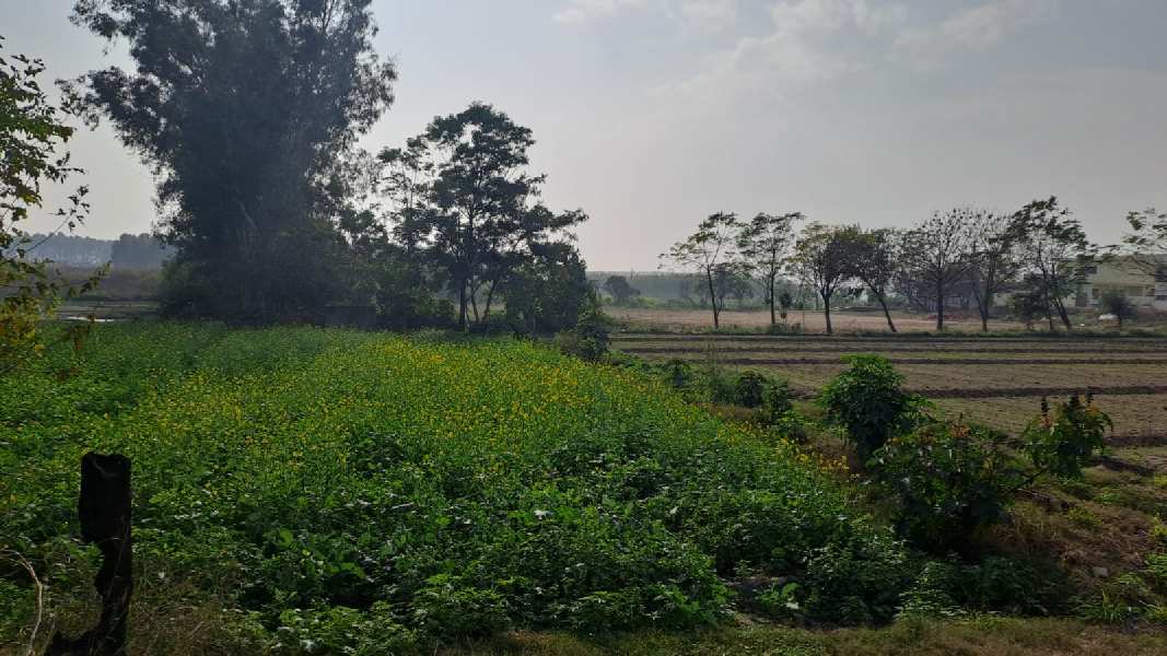 120 Acre Agricultural/Farm Land for Sale in Garhshanker, Hoshiarpur