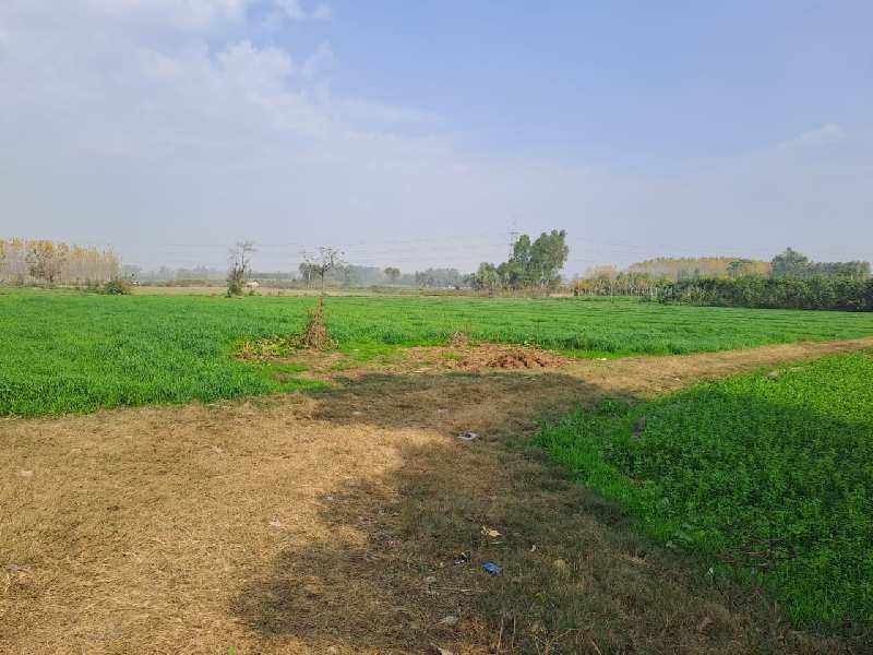150 Acre Agricultural/Farm Land For Sale In Dasuya Road, Hoshiarpur