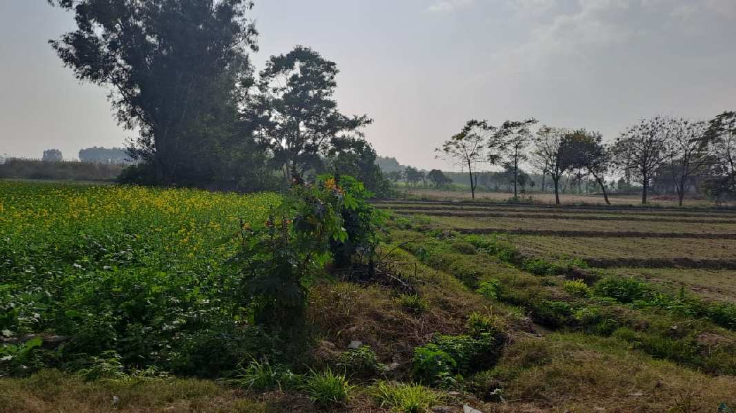 25 Acre Agricultural/Farm Land for Sale in Dasuya Road, Hoshiarpur